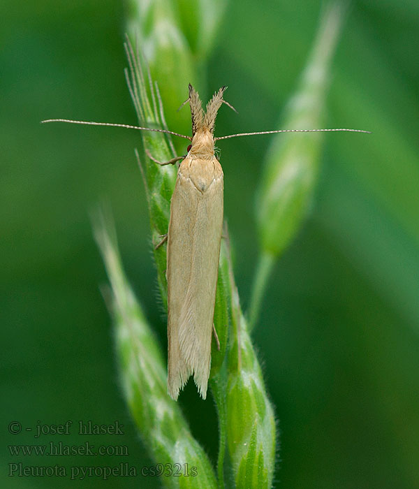 Pleurota pyropella