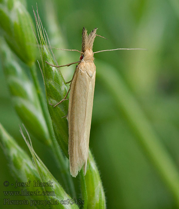 Pleurota pyropella