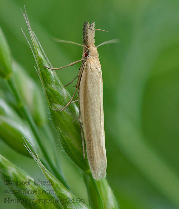 Pleurota pyropella