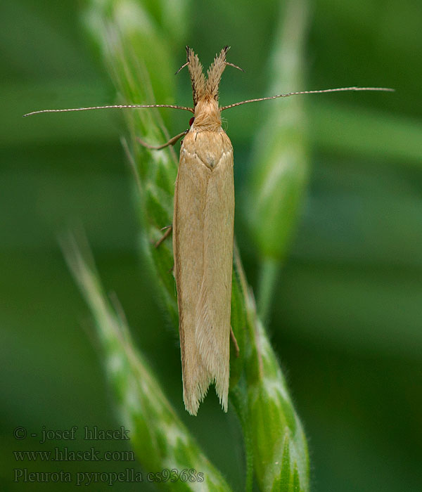 Pleurota pyropella