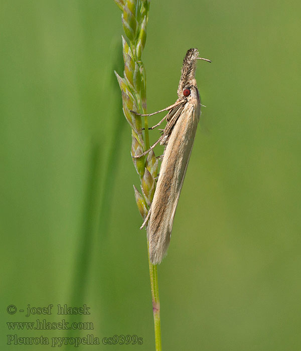 Pleurota pyropella