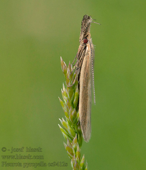 Pleurota pyropella