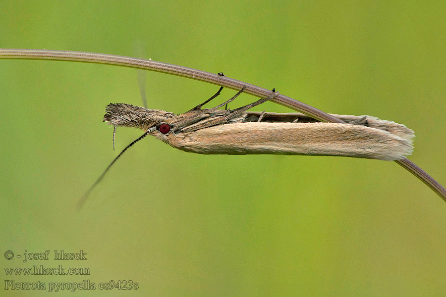 Pleurota pyropella