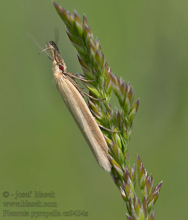 Pleurota pyropella