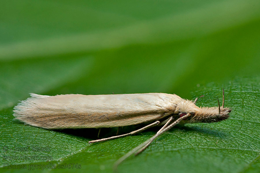 Pleurota pyropella