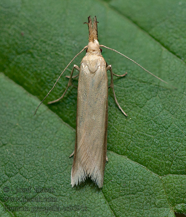 Pleurota pyropella