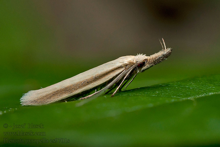 Pleurota pyropella