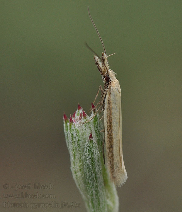 Pleurota pyropella