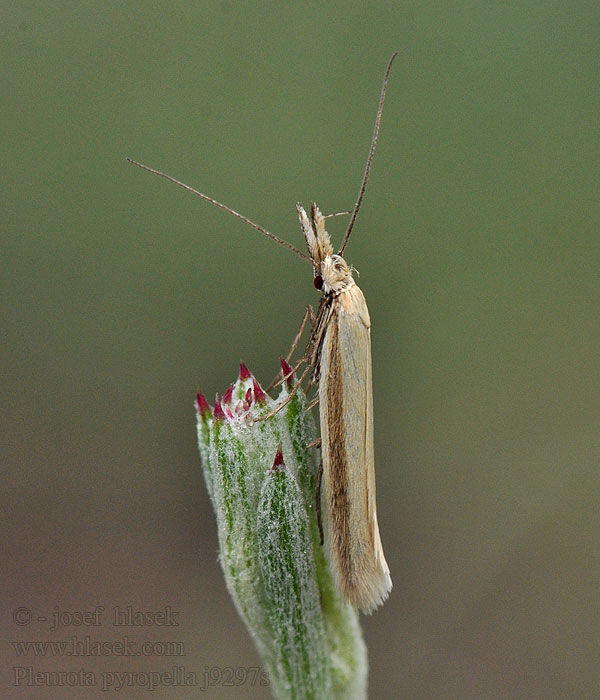 Pleurota pyropella