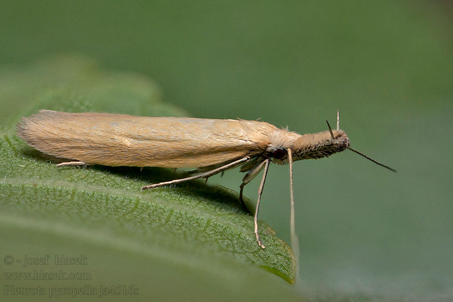 Pleurota pyropella