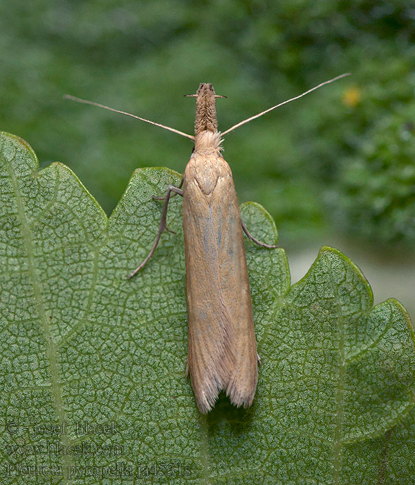 Pleurota pyropella