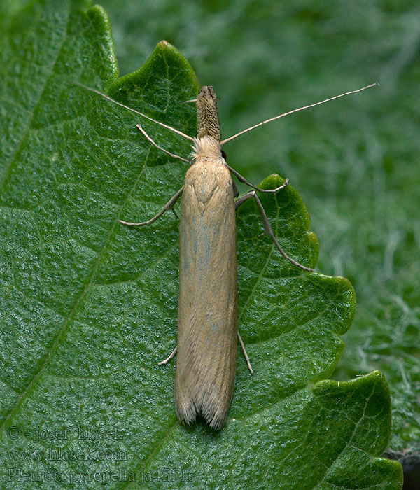 Pleurota pyropella