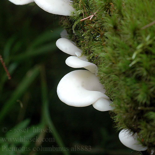 Pleurotus columbinus Hlíva holubí Blue Oyster Mushroom Hliva ustricovitá modrastá Boczniak gołąbkowy Pleurote bleu Kék laskagomba Taubenblauer Seitling Golobičji ostrigar