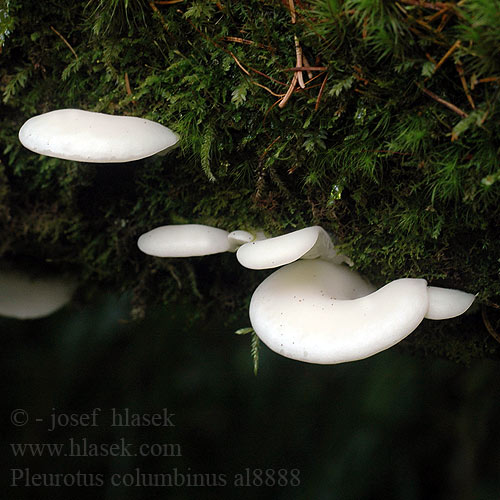 Hliva ustricovitá modrastá Boczniak gołąbkowy Pleurote bleu Kék laskagomba Taubenblauer Seitling Golobičji ostrigar Pleurotus columbinus Hlíva holubí Blue Oyster Mushroom