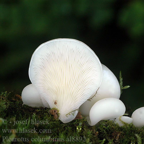 Kék laskagomba Taubenblauer Seitling Golobičji ostrigar Pleurotus columbinus Hlíva holubí Blue Oyster Mushroom Hliva ustricovitá modrastá Boczniak gołąbkowy Pleurote bleu