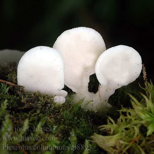 Hlíva holubí Blue Oyster Mushroom Hliva ustricovitá modrastá Boczniak gołąbkowy Pleurote bleu Kék laskagomba Taubenblauer Seitling Golobičji ostrigar Pleurotus columbinus