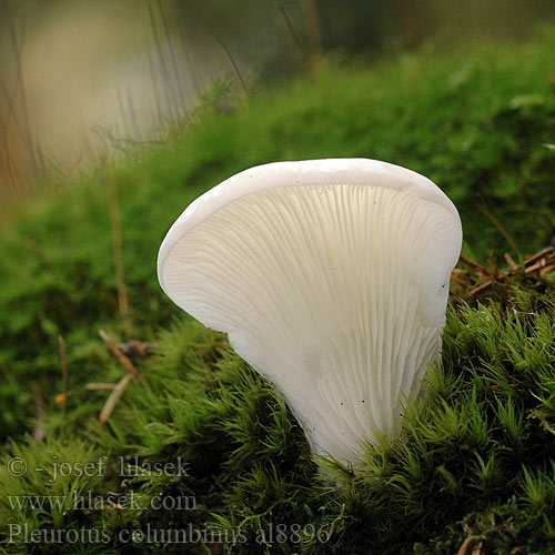 Boczniak gołąbkowy Pleurote bleu Kék laskagomba Taubenblauer Seitling Golobičji ostrigar Pleurotus columbinus Hlíva holubí Blue Oyster Mushroom Hliva ustricovitá modrastá