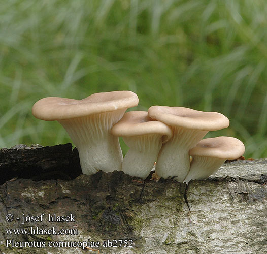 Pleurotus cornucopiae ab2752