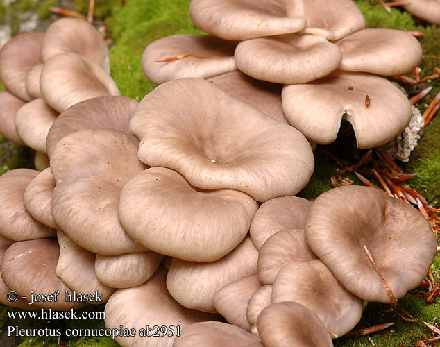 Pleurotus cornucopiae ab2951