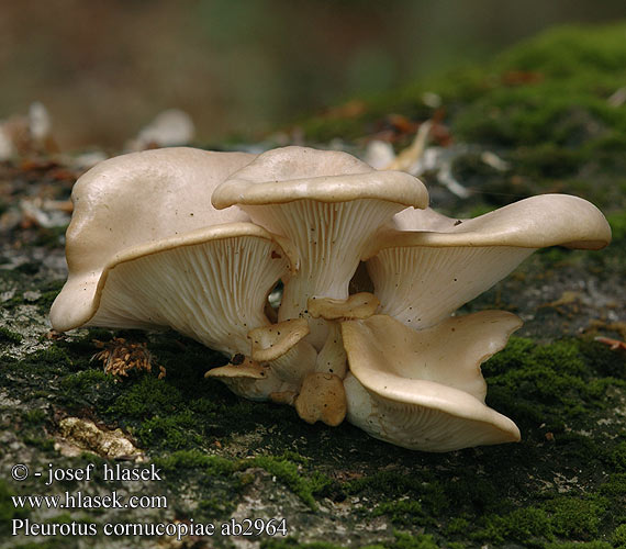 Pleurotus cornucopiae ab2964