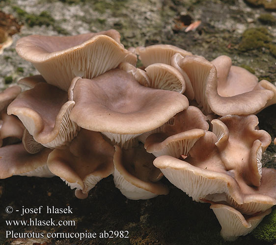 Pleurotus cornucopiae