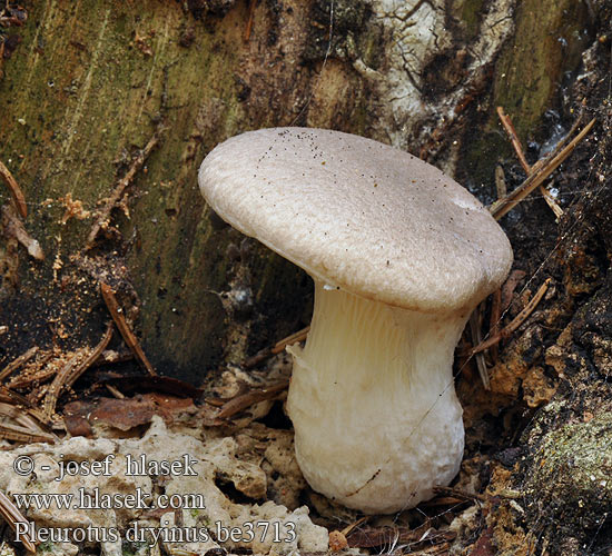 Pleurotus dryinus Berindeter Seitling Boczniak dębowy