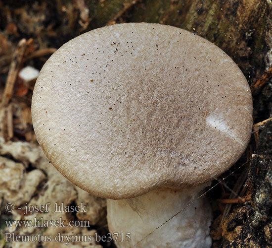 Pleurotus dryinus be3715