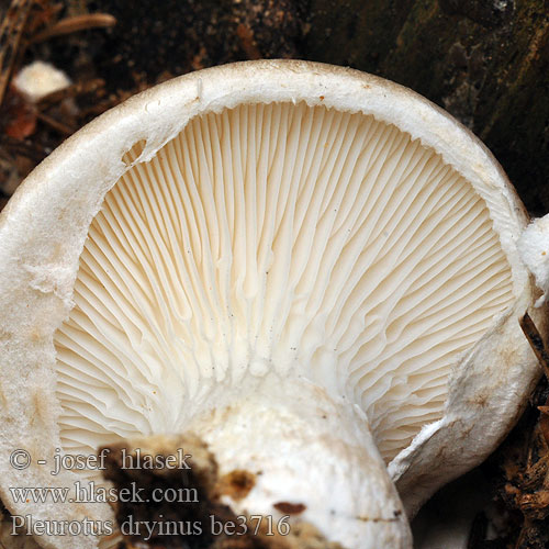 Pleurotus dryinus be3716