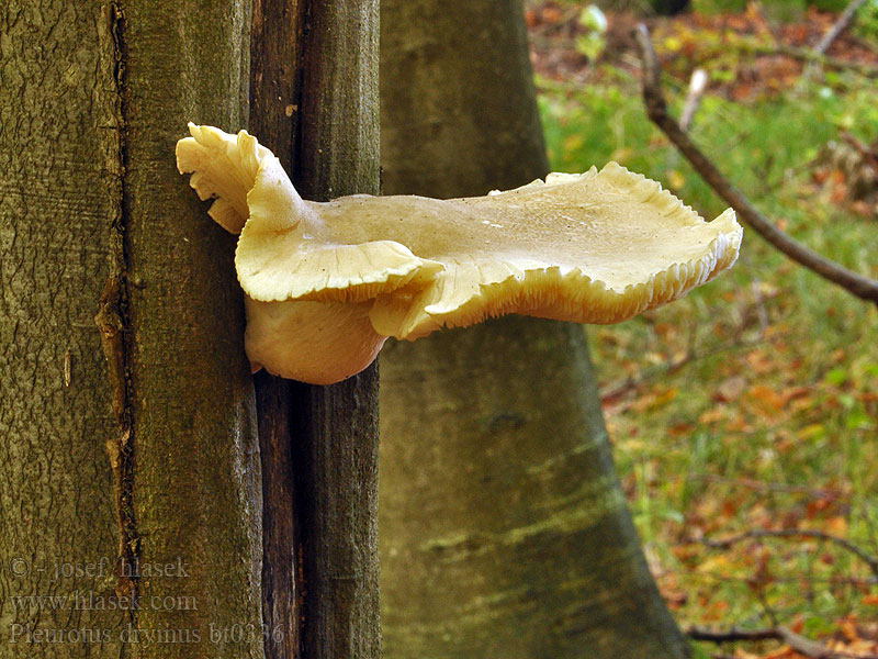 Pleurotus_dryinus_bt0336