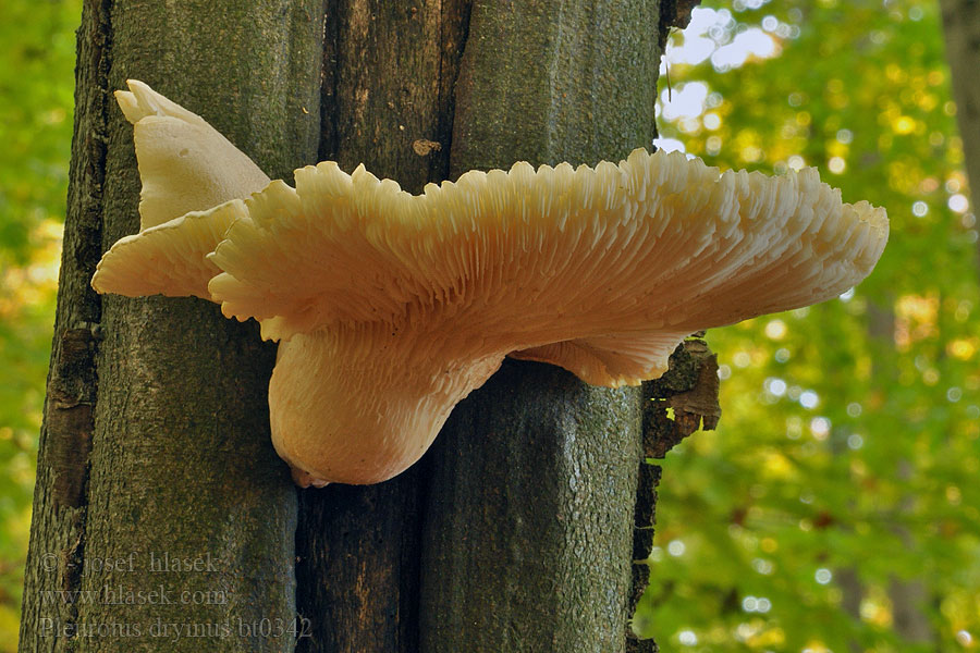 Pleurotus dryinus Seig østerssopp Ringmussling