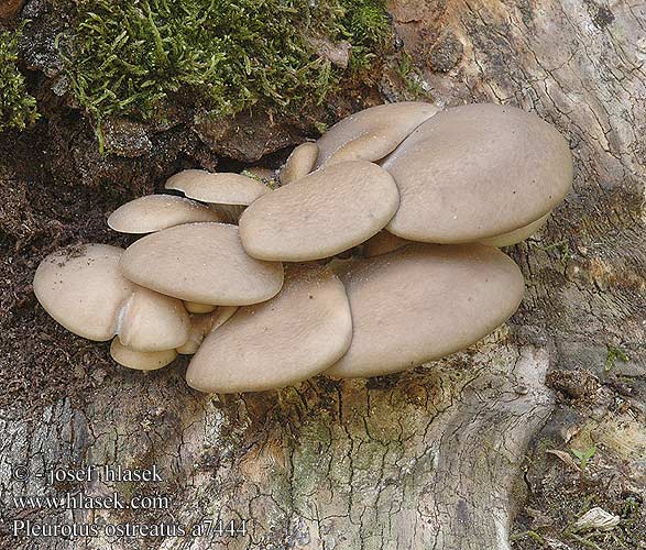 Pleurotus ostreatus Oyster Mushroom Almindelig ostershat