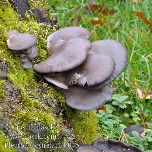 Pleurotus ostreatus b0461