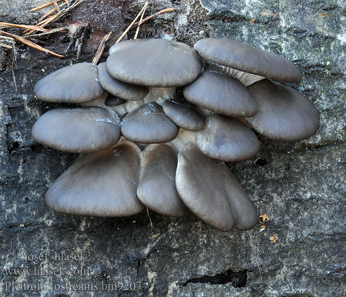 Pleurotus_ostreatus_bm9207