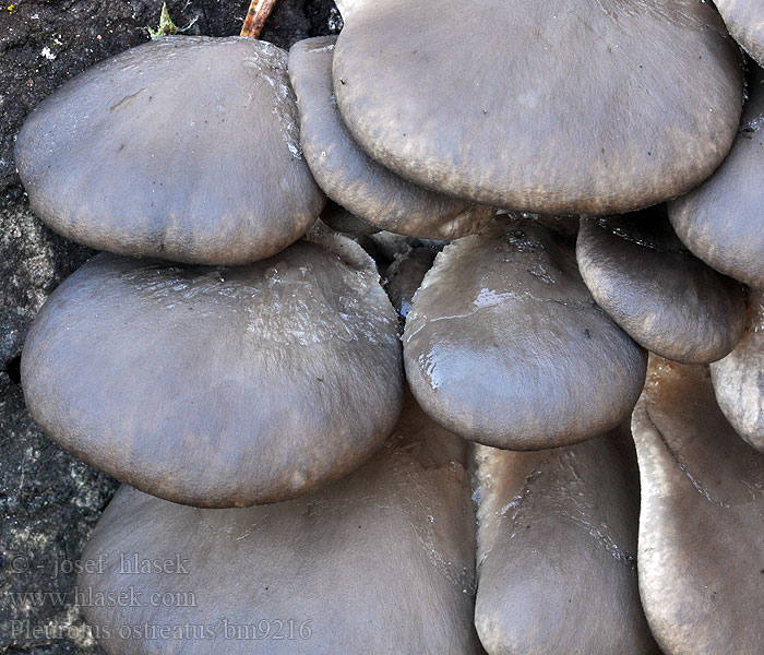 Pleurotus_ostreatus_bm9216