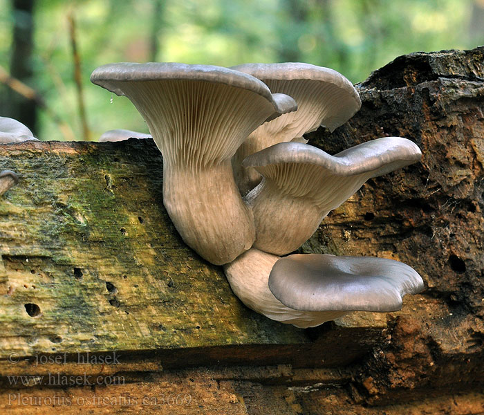 Hlíva ústřičná Pleurotus ostreatus