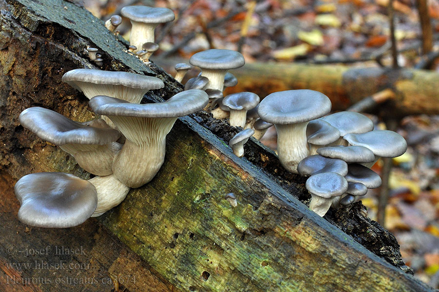 Hlíva ústřičná Pleurotus ostreatus