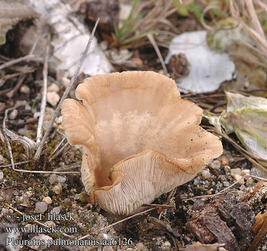 Pleurotus pulmonarius Hlíva plicní Lungen-Seitling