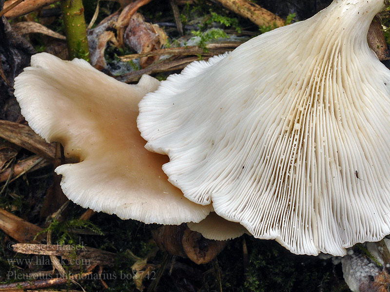 Pleurotus_pulmonarius_bo8742