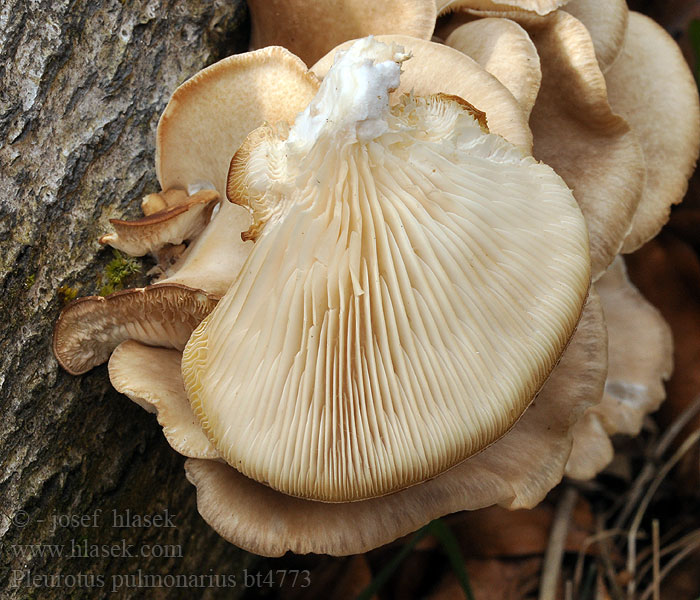 Pleurotus pulmonarius Hlíva plicní