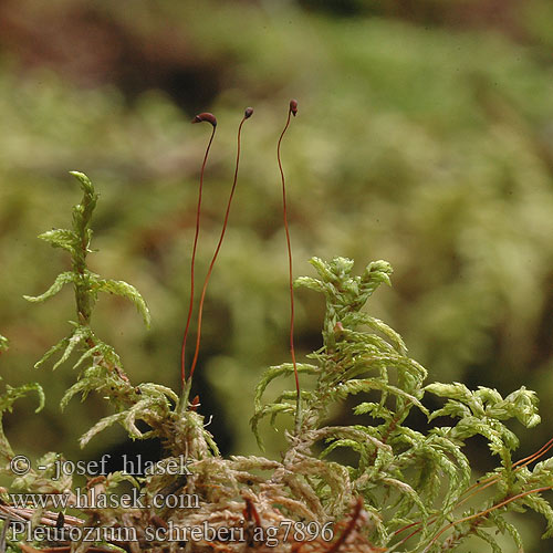 Pleurozium schreberi ag7896