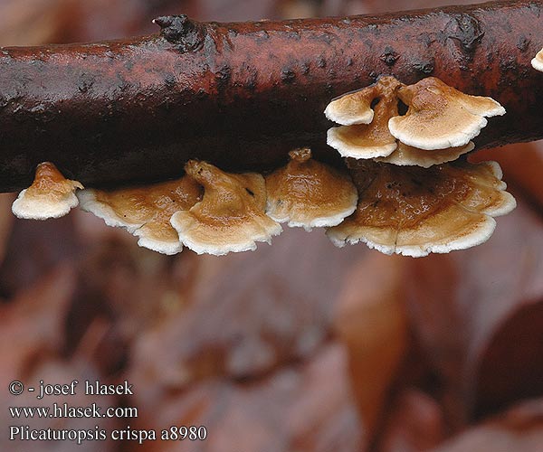 Plicaturopsis crispa Plicaturopsis crispée Plooivlieswaaiertje Buchen-Adernzähling Fałdówka kędzierzawa Mäkkúšik kučeravý Měkkouš kadeřavý Kantarellmussling Plicatura Trogia Vifterynkesopp Crimped Gill Krusblad Reid Vinopoimukka