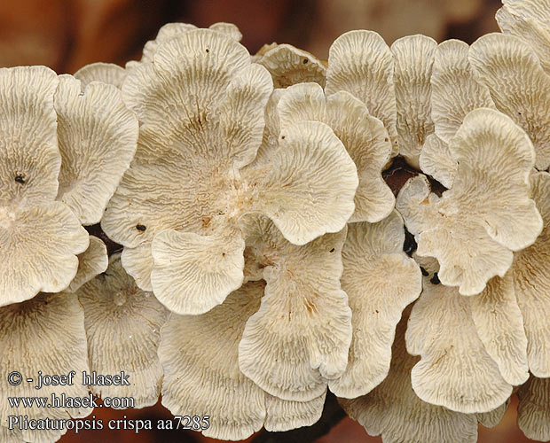 Plicaturopsis crispa Měkkouš kadeřavý Kantarellmussling Plicatura Trogia Vifterynkesopp Crimped Gill Krusblad Reid Vinopoimukka Plicaturopsis crispée Plooivlieswaaiertje Buchen-Adernzähling Fałdówka kędzierzawa Mäkkúšik kučeravý