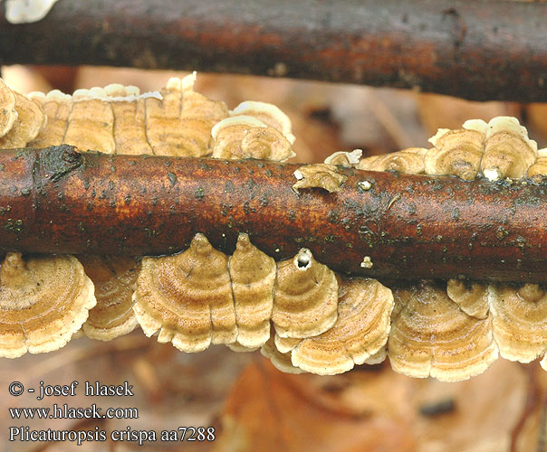 Plicaturopsis crispa Kantarellmussling Plicatura Trogia Vifterynkesopp Crimped Gill Krusblad Reid Vinopoimukka Plicaturopsis crispée Plooivlieswaaiertje Buchen-Adernzähling Fałdówka kędzierzawa Mäkkúšik kučeravý Měkkouš kadeřavý