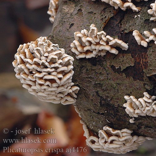 Plicaturopsis crispa Vifterynkesopp Crimped Gill Krusblad Reid Vinopoimukka Plicaturopsis crispée Plooivlieswaaiertje Buchen-Adernzähling Fałdówka kędzierzawa Mäkkúšik kučeravý Měkkouš kadeřavý Kantarellmussling Plicatura Trogia