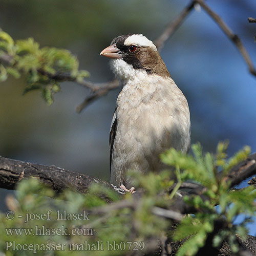 Plocepasser mahali White-browed Sparrow-Weaver Přádelník mahalský