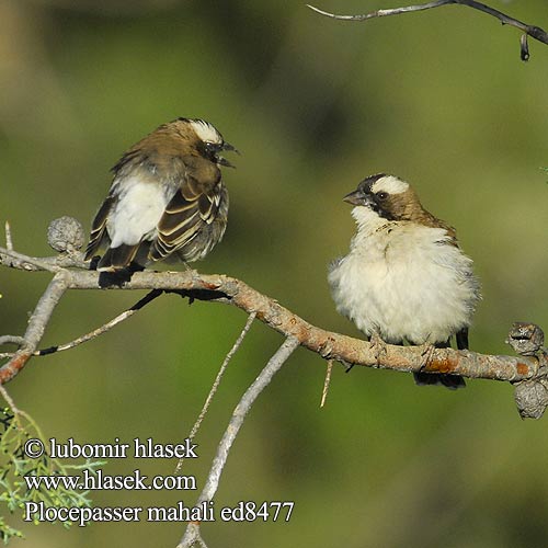 White-browed Sparrow-Weaver Přádelník mahalský