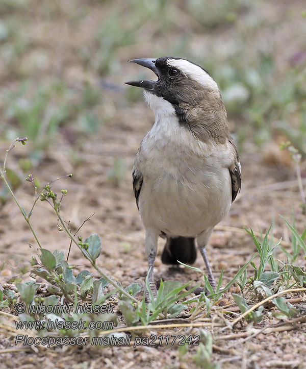 Plocepasser mahali