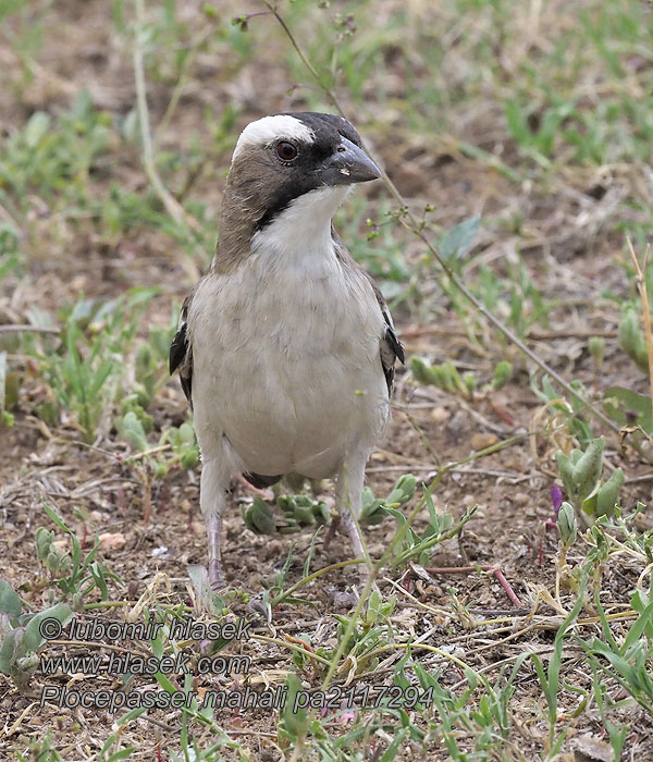 Plocepasser mahali