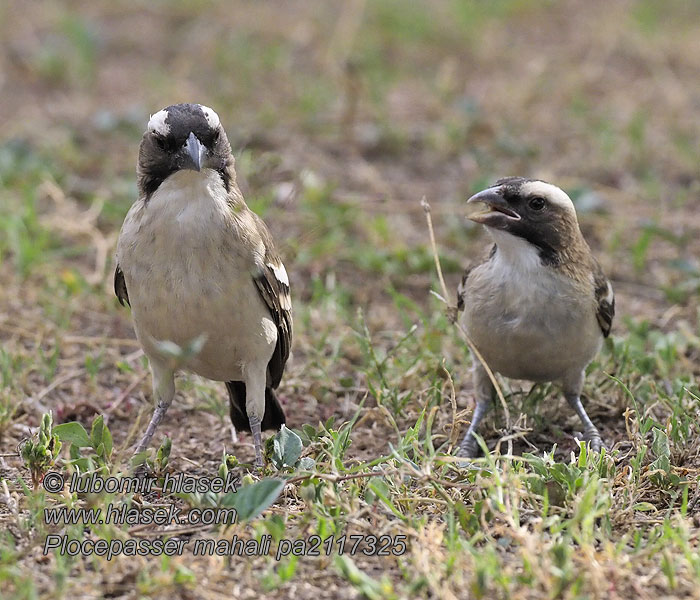 Plocepasser mahali