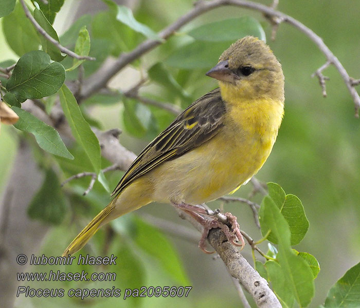 Ploceus capensis 南非织雀 Snovač kapský Kapweber Kapvæver Cape Weaver